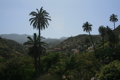 foto palmbomen op tenerife